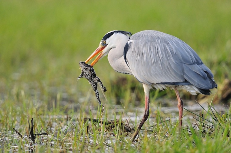 Heron Sionnet.jpg