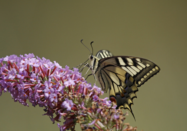 16Machaon.jpg