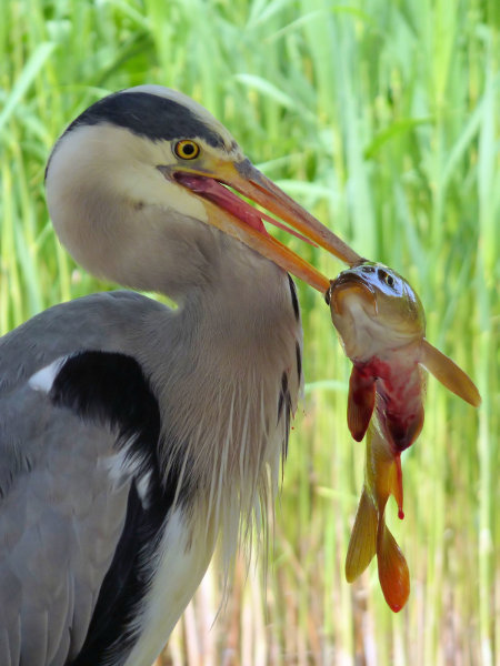 heron1 600.JPG