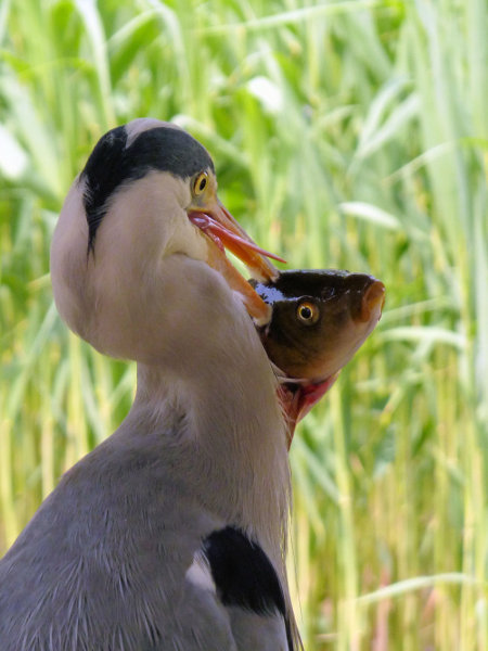 Heron2 600.JPG