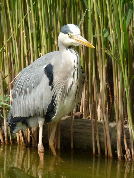 heron3 600.JPG