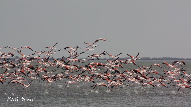 Flamants-roses_Oct.09-115.jpg