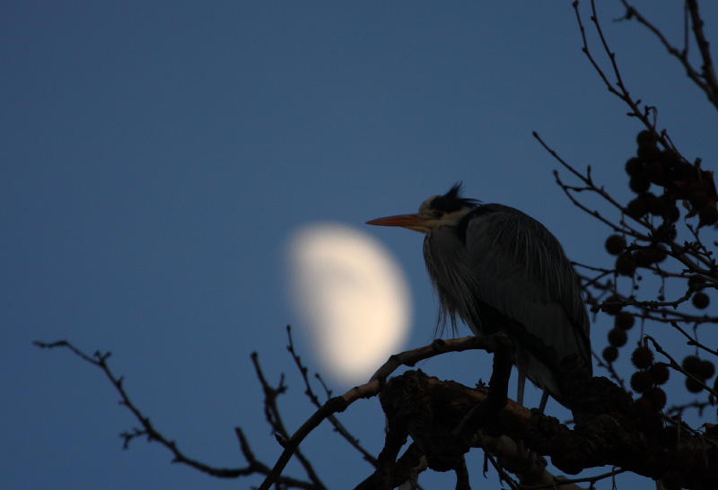 heron2_2.JPG