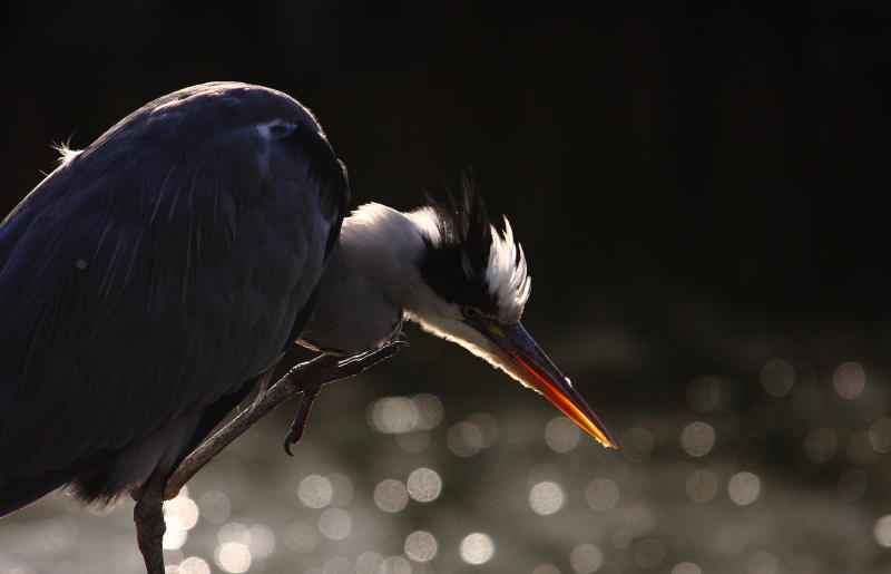 heron_1.JPG