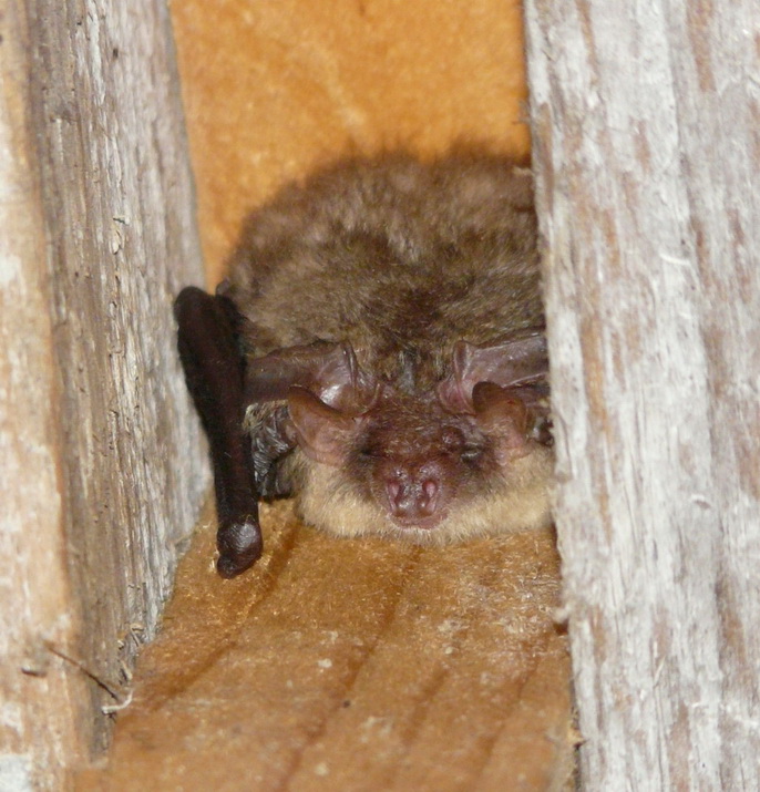 Pipistrelle Commune 30.06.10 1.jpg