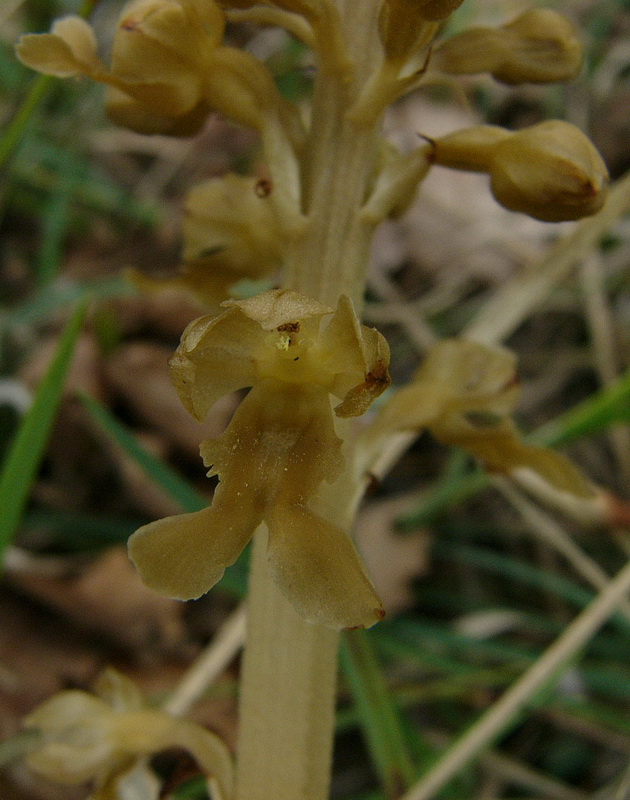 Neottia Nidus-Avis.jpg
