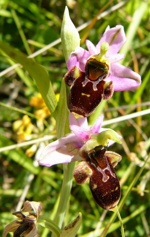 Ophrys Scolopax.jpg