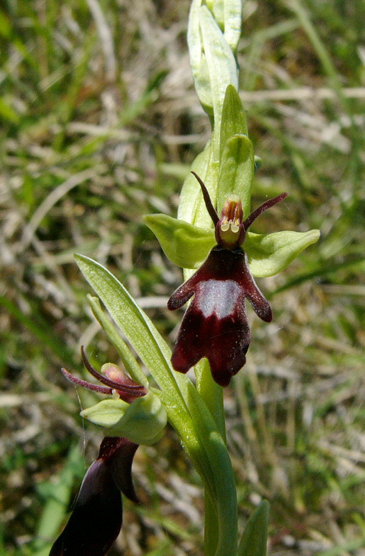 Ophrys Insectifera.jpg