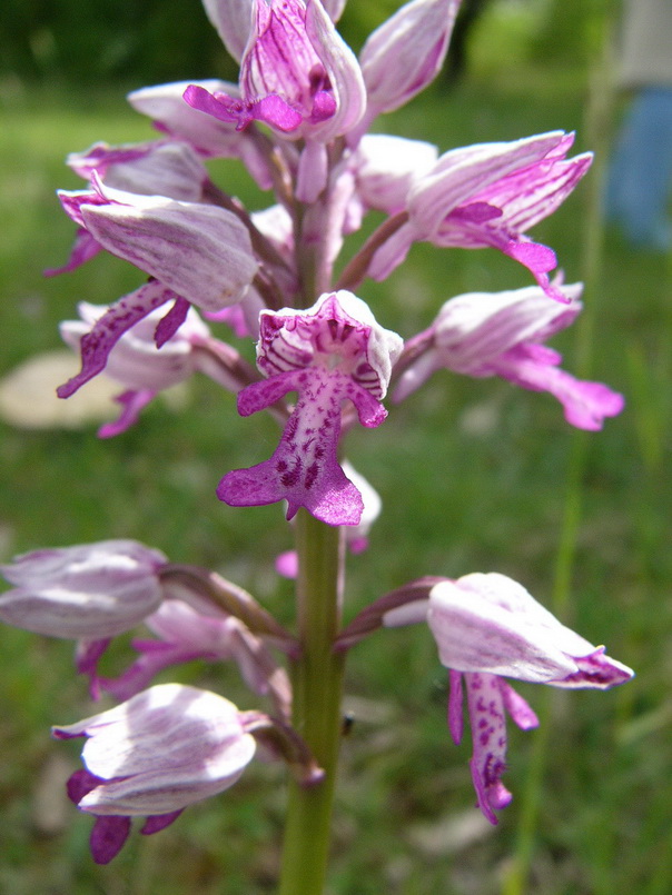 Ophrys  Aranifera.jpg