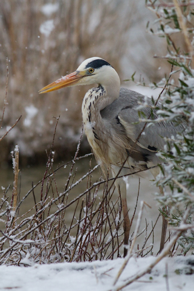 heron1.jpg