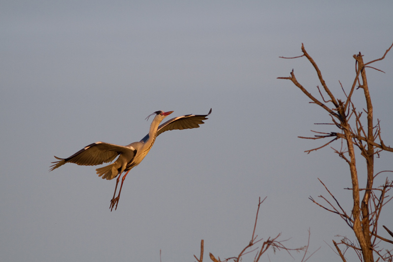 heron3.jpg