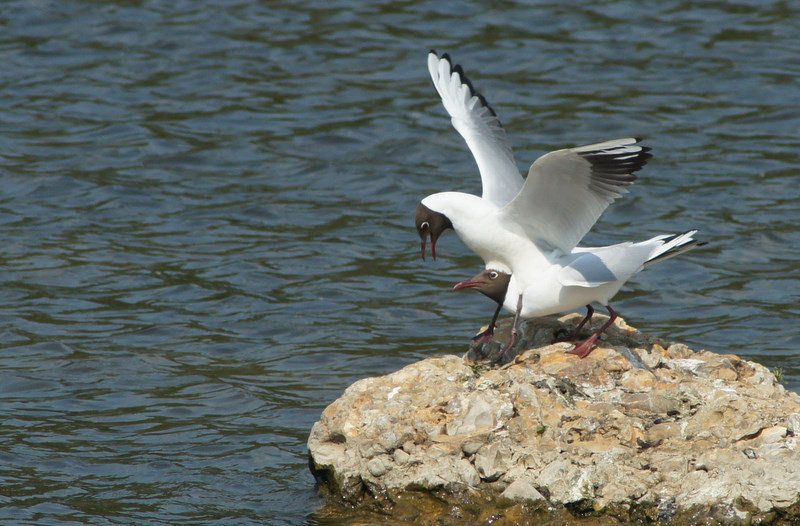 mouette261.JPG