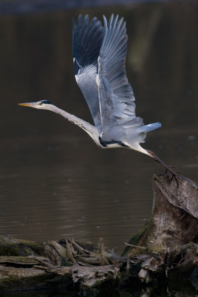 heron_002.jpg