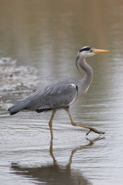 heron_001.jpg