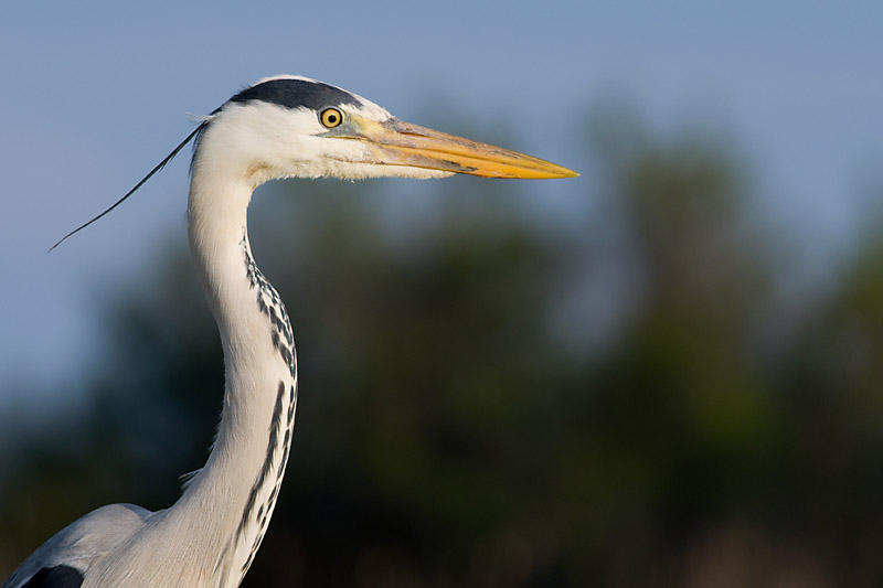 HERON_800_01.jpg