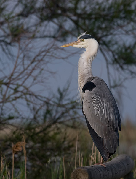 HERON_800_02.jpg