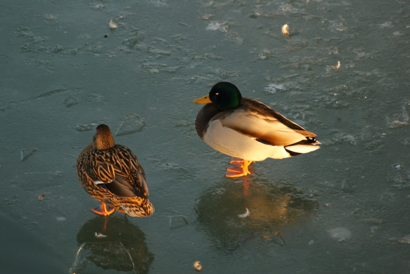 DSC00241b.JPG