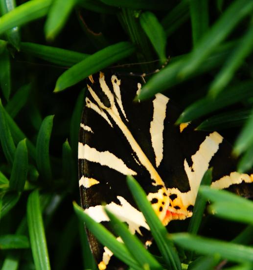 papillon 3 du jardin 07 aout 2010.JPG