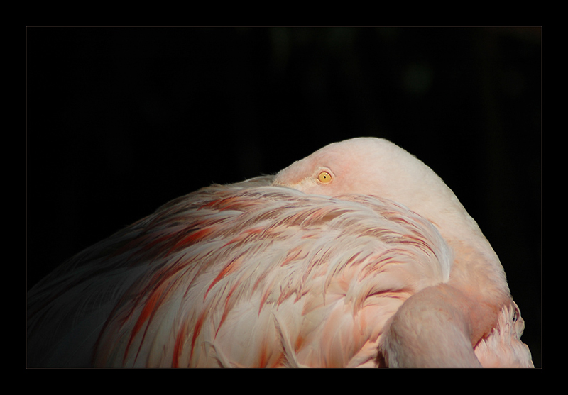 Flamant001.jpg