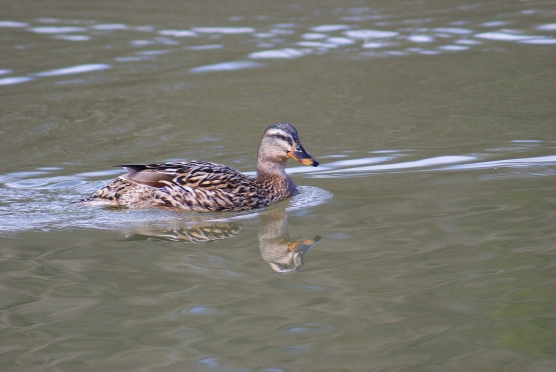 DSC08329.JPG