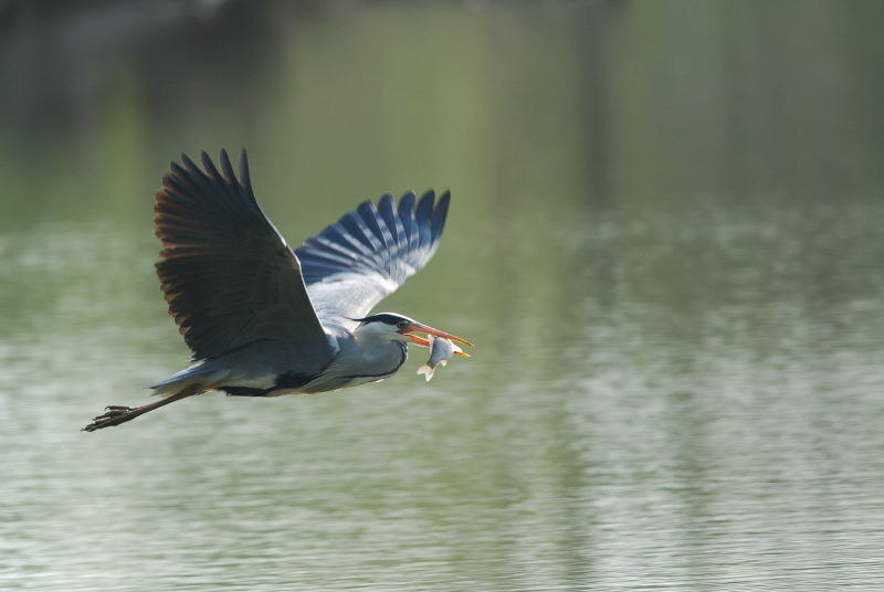 Heron_Cendre_Photo_01.JPG
