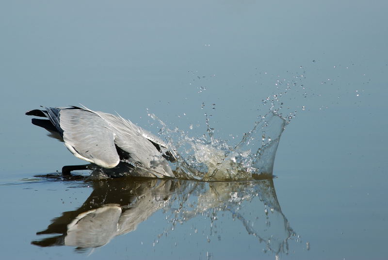 Heron_Cendre_Photo_02.JPG