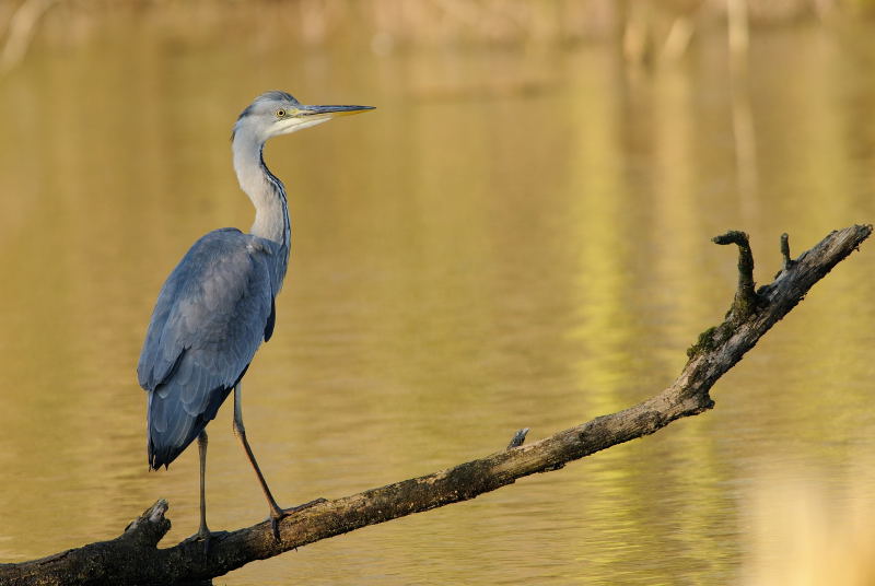 Heron_Cendre_Photo_03.JPG