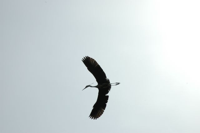 DSC_0097.jpg