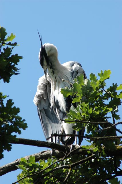 DSC_0202.jpg