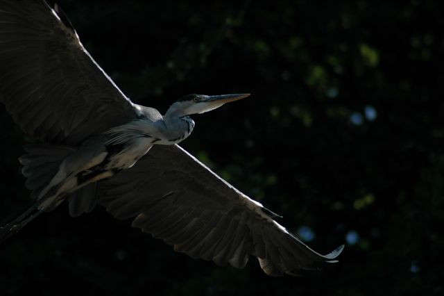 DSC_0043.jpg