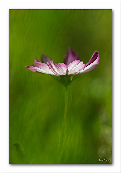 cosmos abstrait.jpg
