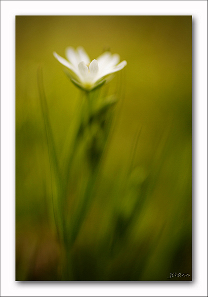 fleur des fossÃ©s.jpg