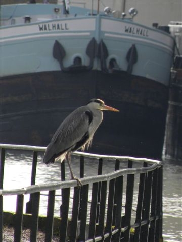 LE HERON CENDRE.JPG