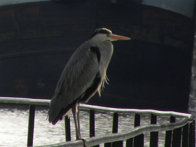 LE HERON CENDRE 2.JPG