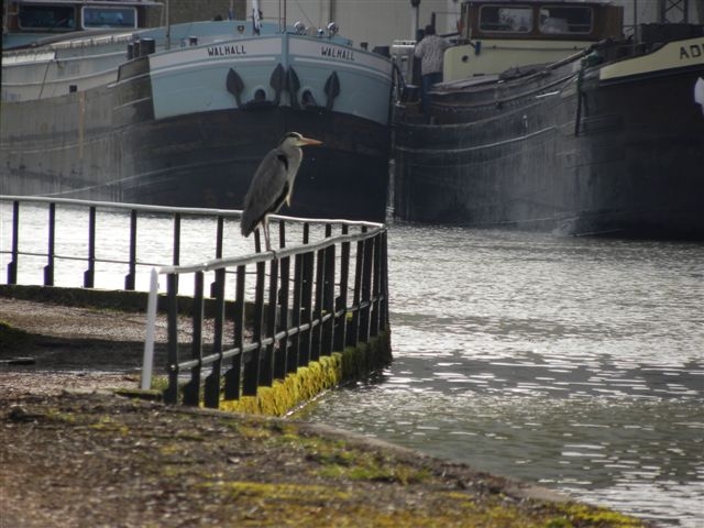 LE HERON CENDRE 3.JPG