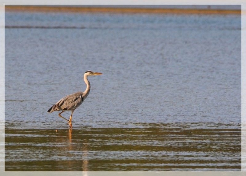 heron cendré.JPG