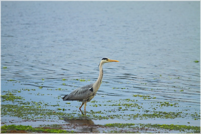 heron cendré 2.JPG