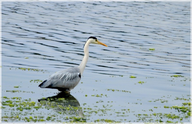 heron cendré 3.JPG
