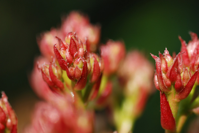 bdconcours-image-nature-photinia_5540.jpg