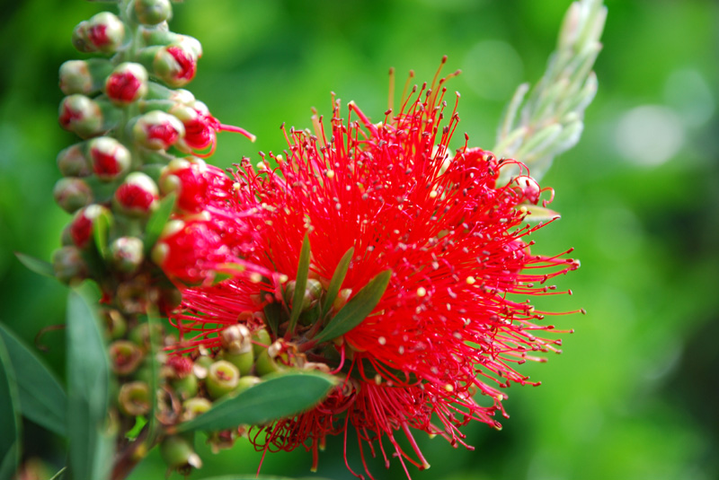 bdconcours-image-nature-callistemon_1728.jpg