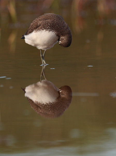 reflet2606.jpg