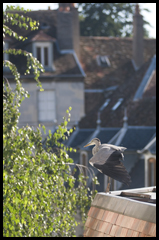 Héron CG 06-08-2010 4.jpg