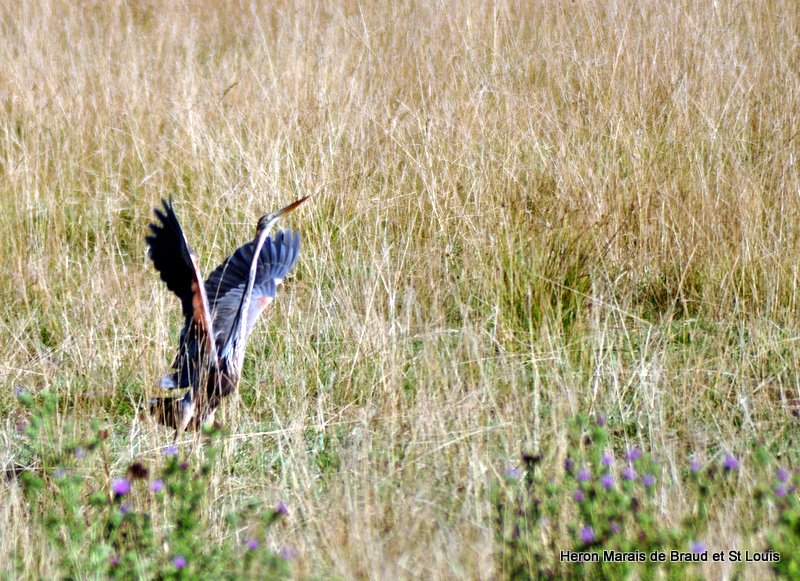 DSC_0147.JPG