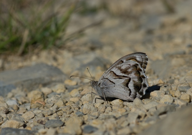 SG201027.bis.jpg