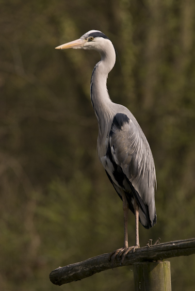 DSC_2048.jpg