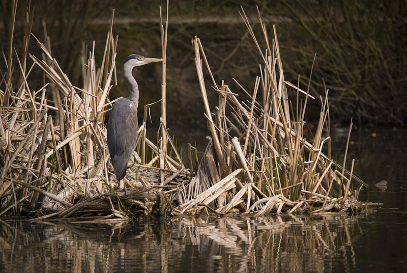 DSC_2129.jpg