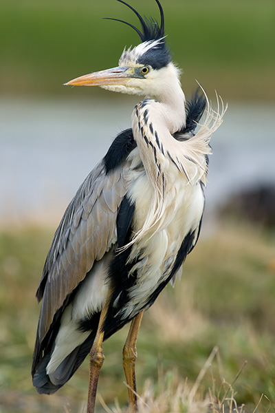 Heron_1.jpg
