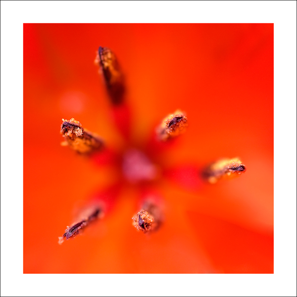 tulipence.jpg