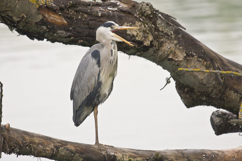 Heron-cendre_16-7067.jpg