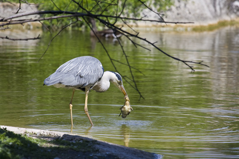Heron-cendre_18-7114.jpg